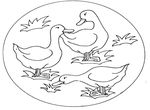 coloriage enfant Canards