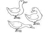 coloriage enfant Canards