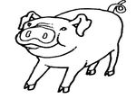 coloriage enfant Cochons