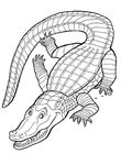 coloriage enfant Crocodiles