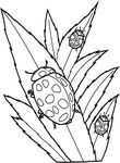 coloriage enfant Insectes