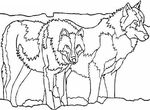 dessin enfant Loups