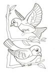 coloriage enfant Oiseaux