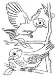 coloriage enfant Oiseaux