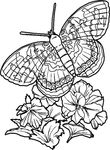 dessin enfant Papillons