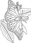 dessin enfant Papillons