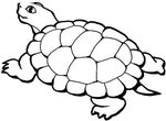 coloriage enfant Tortues