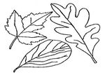 coloriage enfant Feuilles