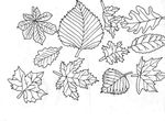 coloriage enfant Feuilles